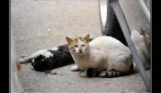 seekor kucing yang menjaga pasangan nya yang kritis setelah ditabrak oleh pengguna jalan