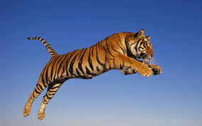 Best Latest HD tiger beautiful photos images pic wallpaper free download 26