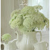 Queen Anne's Lace