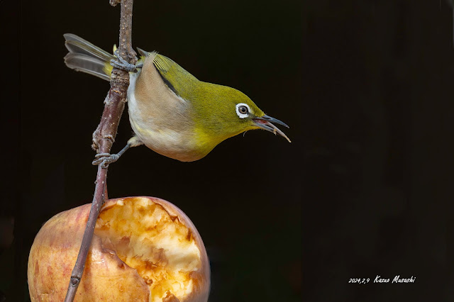 リンゴを食べるメジロです