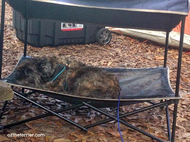 Oz the Terrier rests in his QuikShade Pet Shade in Highlands  Hammock State Park campground