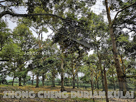 Zhong Cheng Durian Farm in Kulai Johor 忠诚榴莲园 