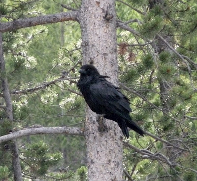 raven at Gibbon Falls