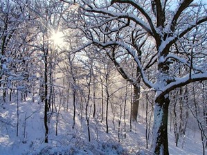 Sunburst in snowy woods SL (Custom)