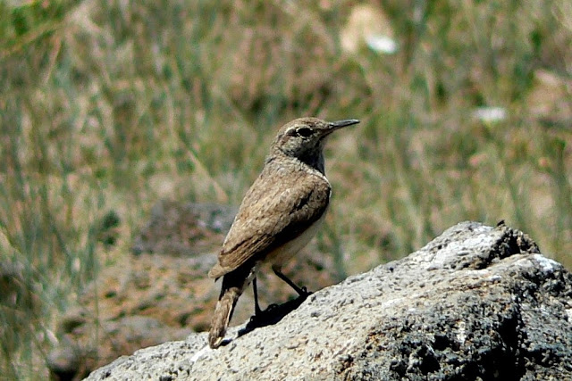 Arizona Birds Photos