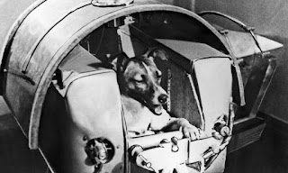 Primer ser viviente en el espacio. La perra Laika viajo al espacio en el año 1957