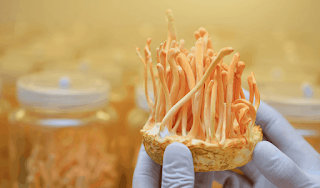 Cordyceps Militaris Cultivation and Sales