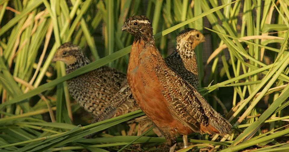 Panduan Lengkap Cara Ternak Burung Puyuh  Mulai Dari Kandang Sampai Bertelur