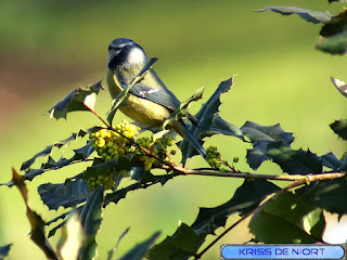 Cyanistes caeruleus - Mésange bleue - Parus caeruleus