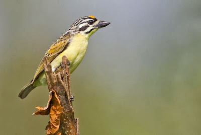 Barbudito frentigualdo Pogoniulus chrysoconus