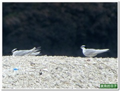 20120619_111126_156_Ponghu
