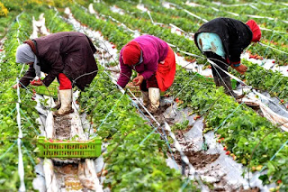 تونس: حادث مرور جديد يجدد السجال حول وضعية عاملات الزراعة
