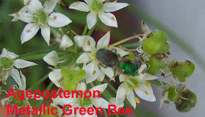 Annieinaustin, metallic green bee