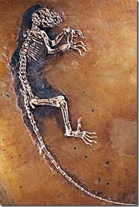 Es Ida ancestro de los lémures_1256166598375