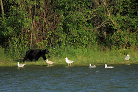 kenai river black bear