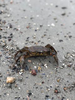 Crab