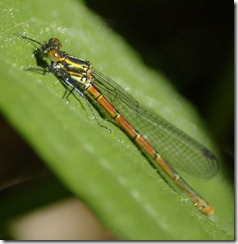 damsel5