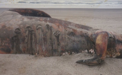 Wawasan: Foto Makhluk Aneh di Tepi Pantai