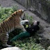 Russian Zookeeper recovering from Tiger attack