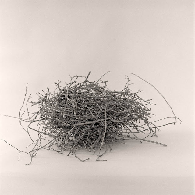 Twig Bird Nest