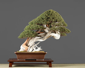 Tanuki Bonsai - The art of Tanuki Bonsai explained