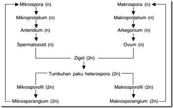 metagenesis paku heterospora