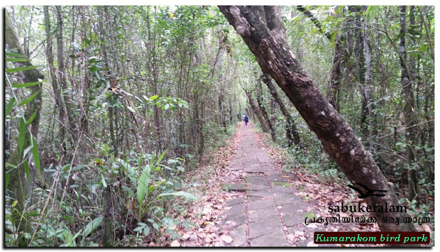 കുമരകം പക്ഷി സങ്കേതം, കോട്ടയം KUMARAKOM BIRD PARK