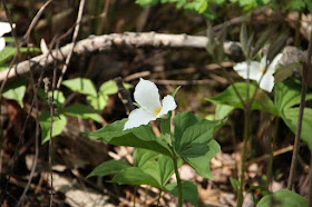 trillium, a sign of North Country Summer 