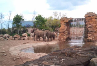 elephants at chester zoo