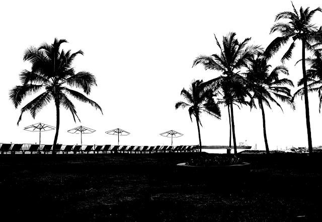 silhouette of palm trees at a beach