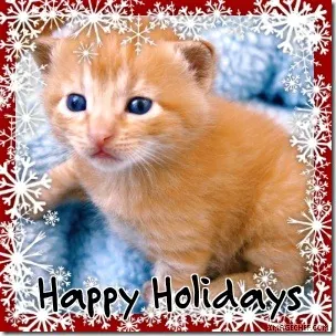 gatos gorro papá noel (3)