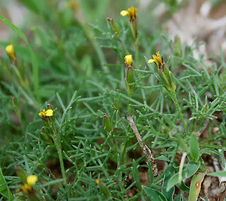 Billy Buttons Flowers price