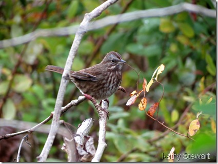 Song Sparrow