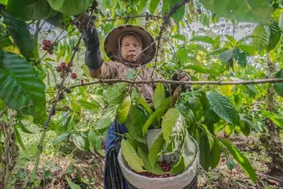 panen kopi banaran