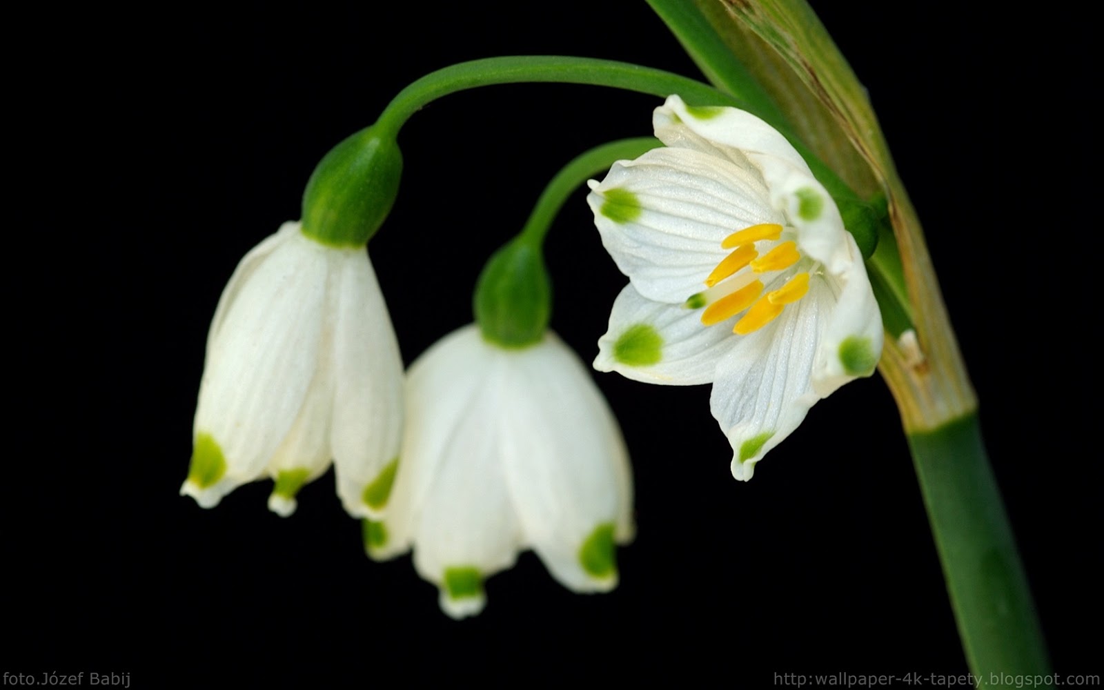 http://wallpaper-4k-tapety.blogspot.com/2015/02/leucojum-vernum-sniezyca-wiosenna.html