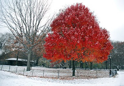 New York City Snow Pictures