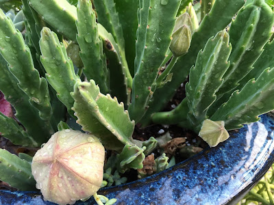 Asclepiadaceae Stapelia Cactus Flowers - Perennial Succulents