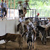 Rancho Ixtul toma la delantera en la gran final del Circuito Charro Península 2017