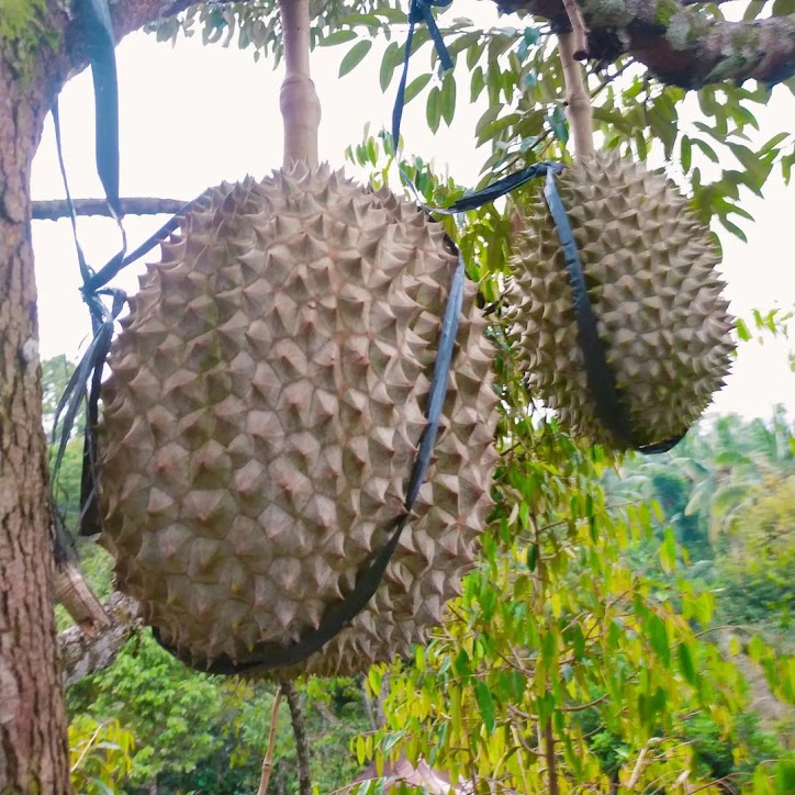 bibit buah buahan durian super tembaga unggulan kalimantan timur Sorong