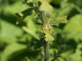 Sauge glutineuse - Salvia glutinosa 