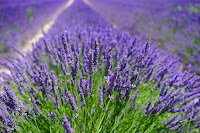 Purple flowered stalks