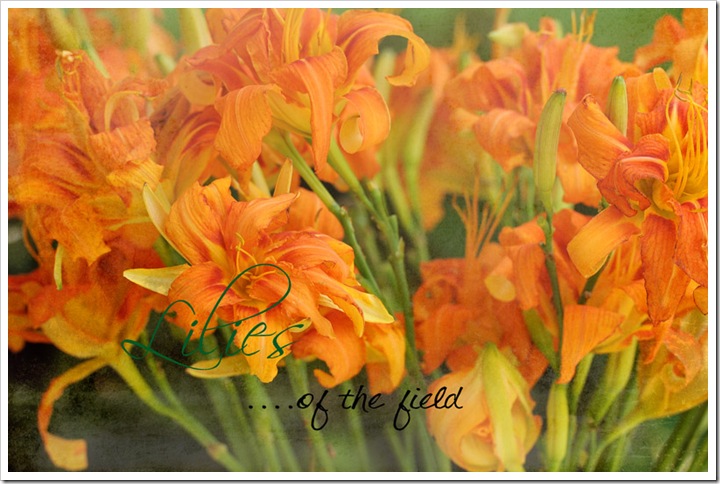 lilies sz 074
