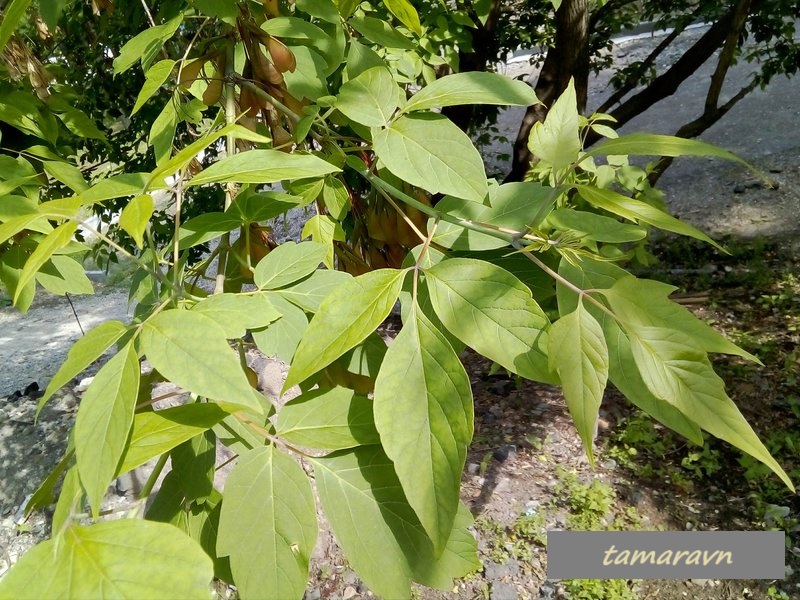 Клён американский / Клён ясенелистный / Клён негундо (Acer negundo, =Acer fraxinifolium)