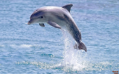 delfin peste