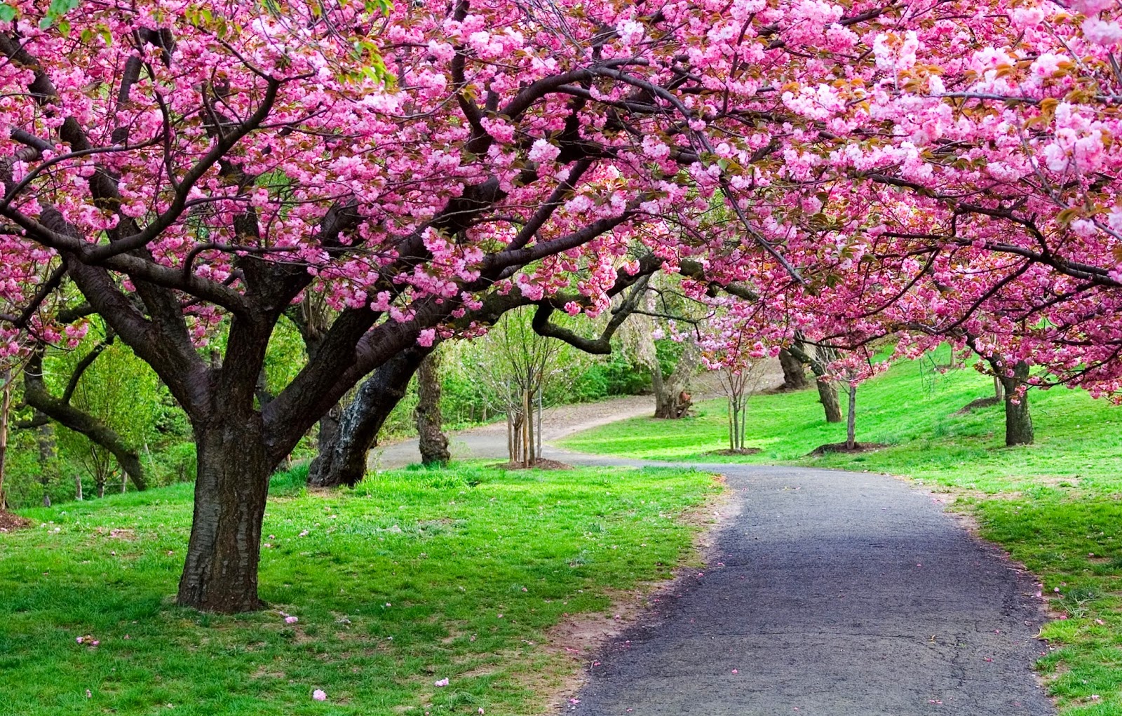 types of flowers beginning with g Cherry Blossom Tree Path | 1600 x 1021