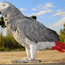The African grey parrot,