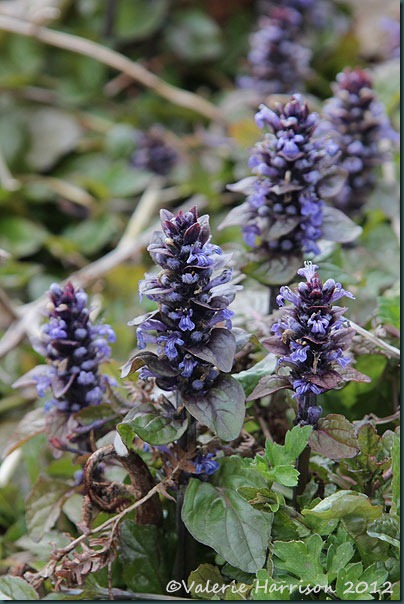 35-bugle
