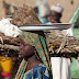The Important of Coco Yam Farming In Nigeria
