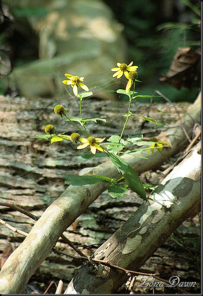 CH_GreenHeaded_Coneflower