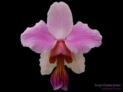 Orquídea Vanda teres